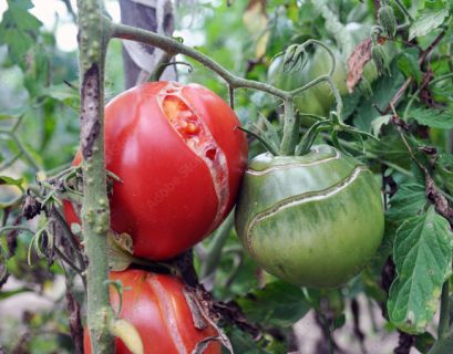 tomate