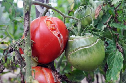 tomate
