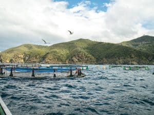 pesca