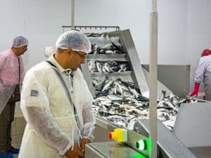 procesamiento en pesca