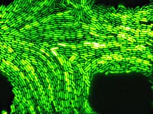 Algas y bacterias: La nueva generación de lámparas bioluminiscentes