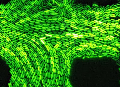 Algas y bacterias: La nueva generación de lámparas bioluminiscentes