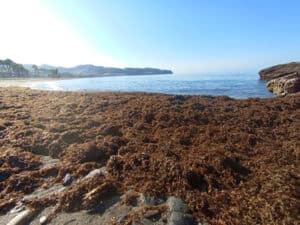 RUGUPLAS: Alga Invasora para producción Bioplásticos en Pesca