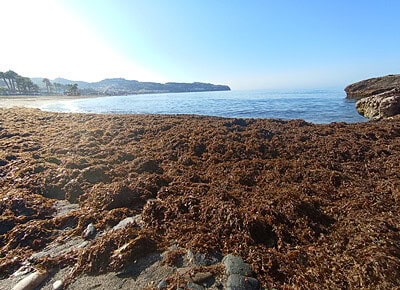 RUGUPLAS: Alga Invasora para producción Bioplásticos en Pesca