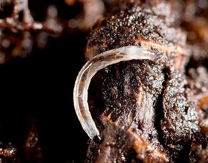 Nematodos entomopatógenos para agricultura sostenible
