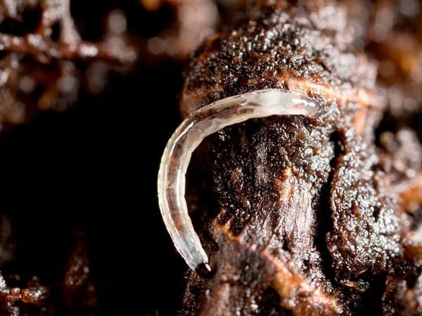 Nematodos entomopatógenos para agricultura sostenible