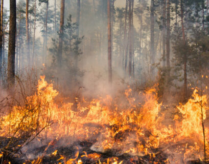 incendios forestales