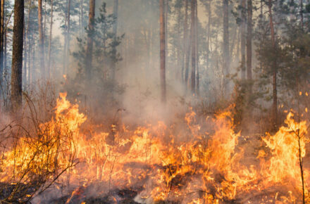 incendios forestales