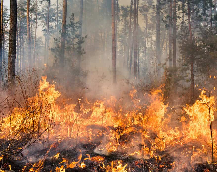 incendios forestales