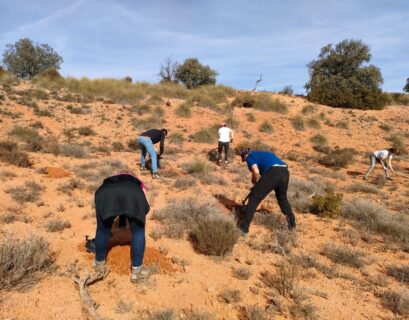 reforesta