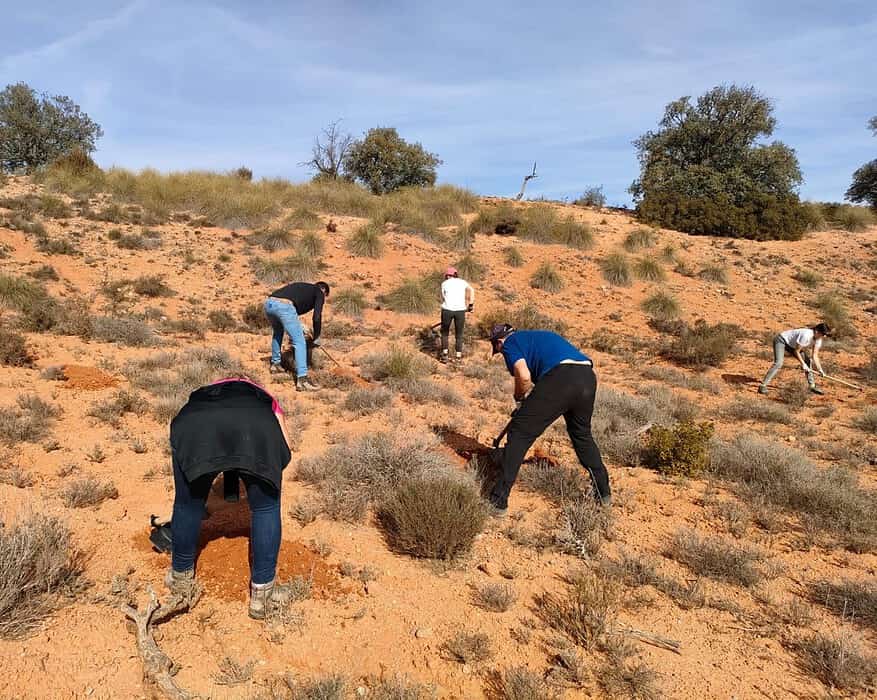 reforesta