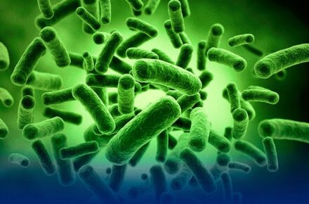 bacterias extremófilas