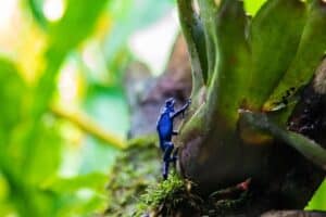 IA en la preservación de ecosistemas