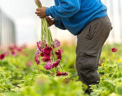 flores