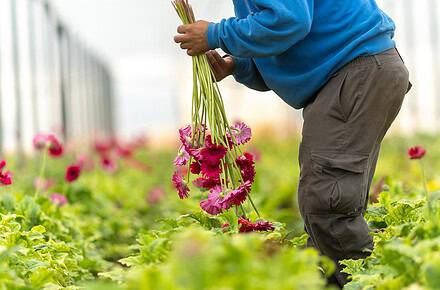 flores