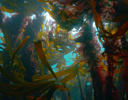 Ocean Film Tour