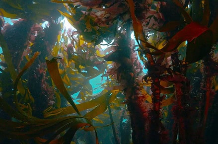 Ocean Film Tour
