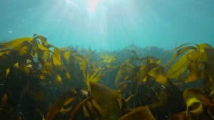 Ocean Film Tour