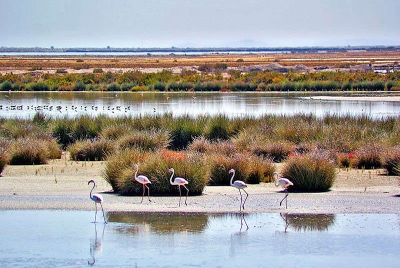 Doñana