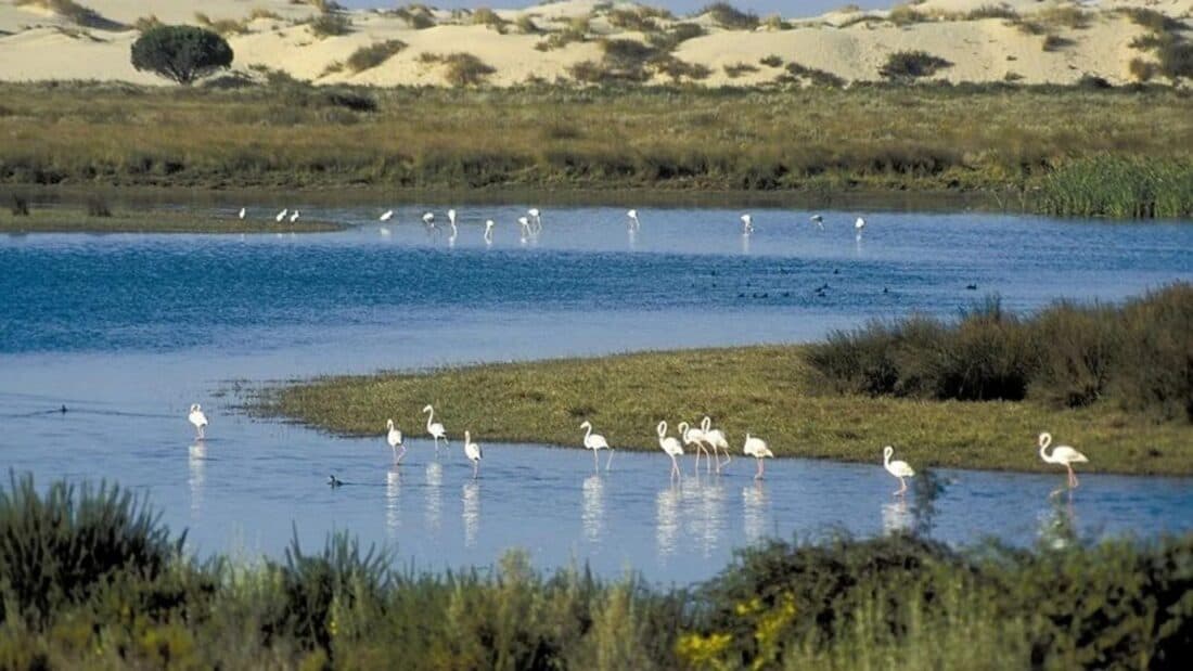 Doñana
