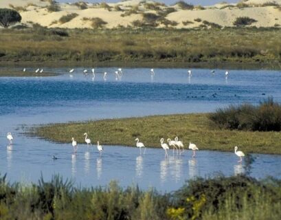 Doñana