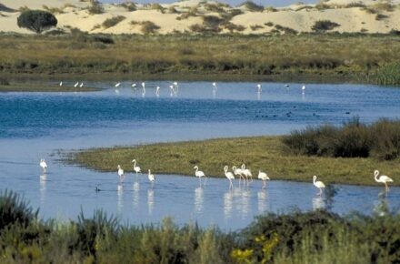 Doñana