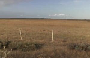 Doñana