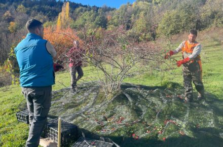 Plantas Olvidadas
