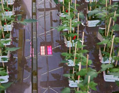Sistema de iluminación LED de Signify aplicado en cultivo controlado, reflejo del compromiso de la empresa con la sostenibilidad y la eficiencia energética