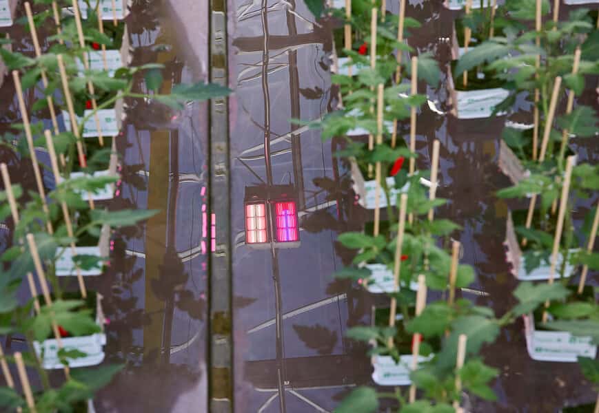 Sistema de iluminación LED de Signify aplicado en cultivo controlado, reflejo del compromiso de la empresa con la sostenibilidad y la eficiencia energética
