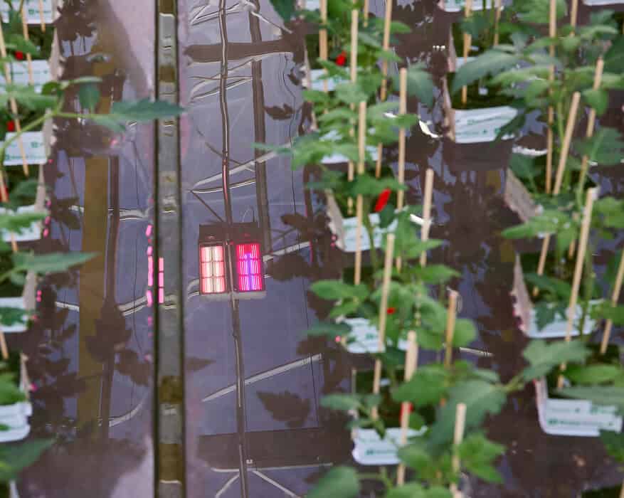 Sistema de iluminación LED de Signify aplicado en cultivo controlado, reflejo del compromiso de la empresa con la sostenibilidad y la eficiencia energética